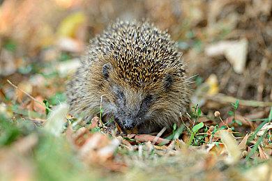 《往日不再》前总监谈续作设定 想继续讲述男主故事